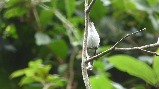 White-bellied Hummingbird - ML499267381
