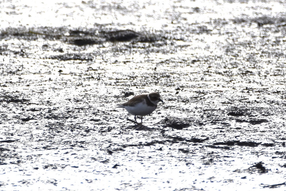 Semipalmated Plover - ML499268181