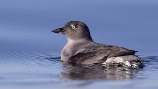 Cassin's Auklet