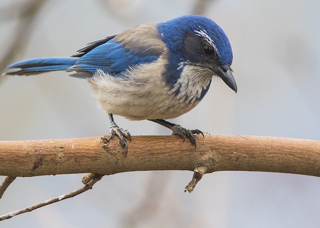 Appearance California Scrub Jay Aphelocoma Californica Birds Of The World