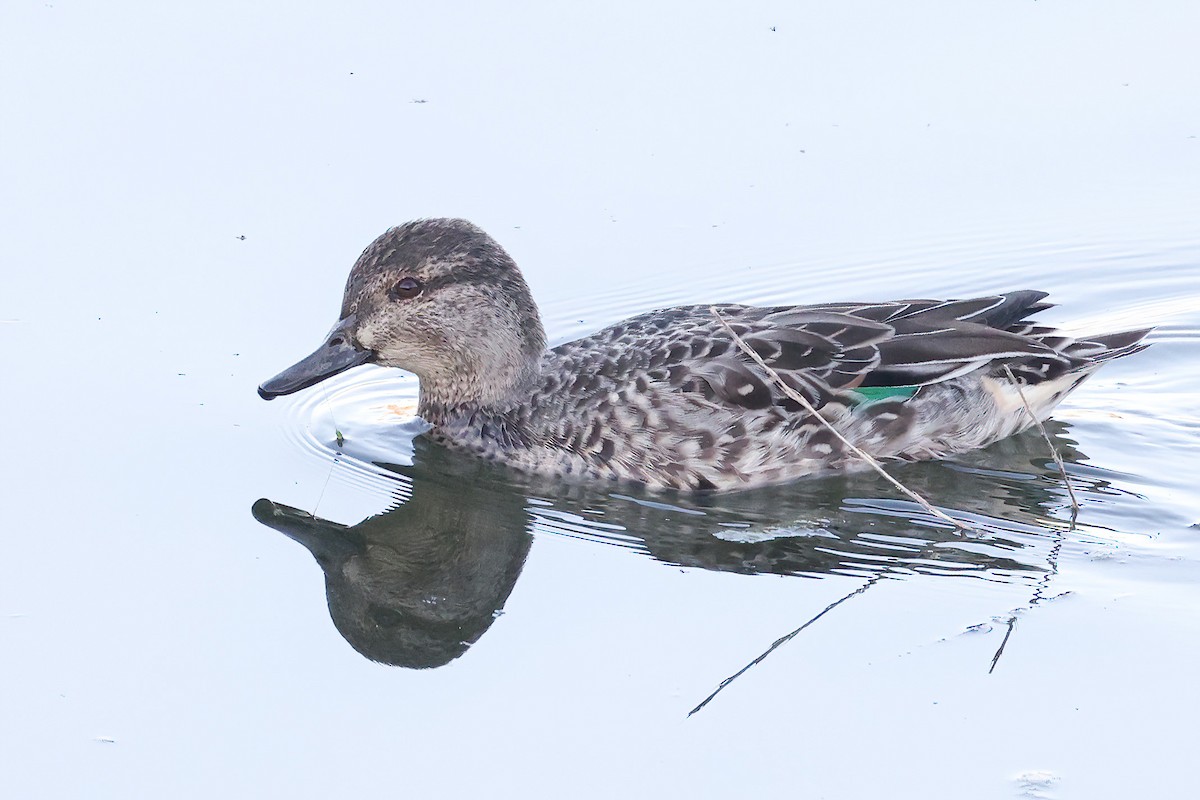 Green-winged Teal - ML499273681