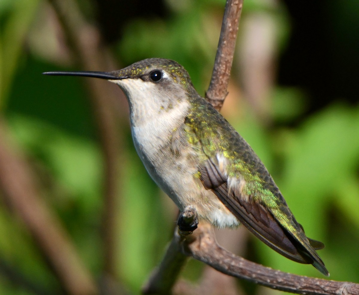 Ruby-throated Hummingbird - Steven Mlodinow