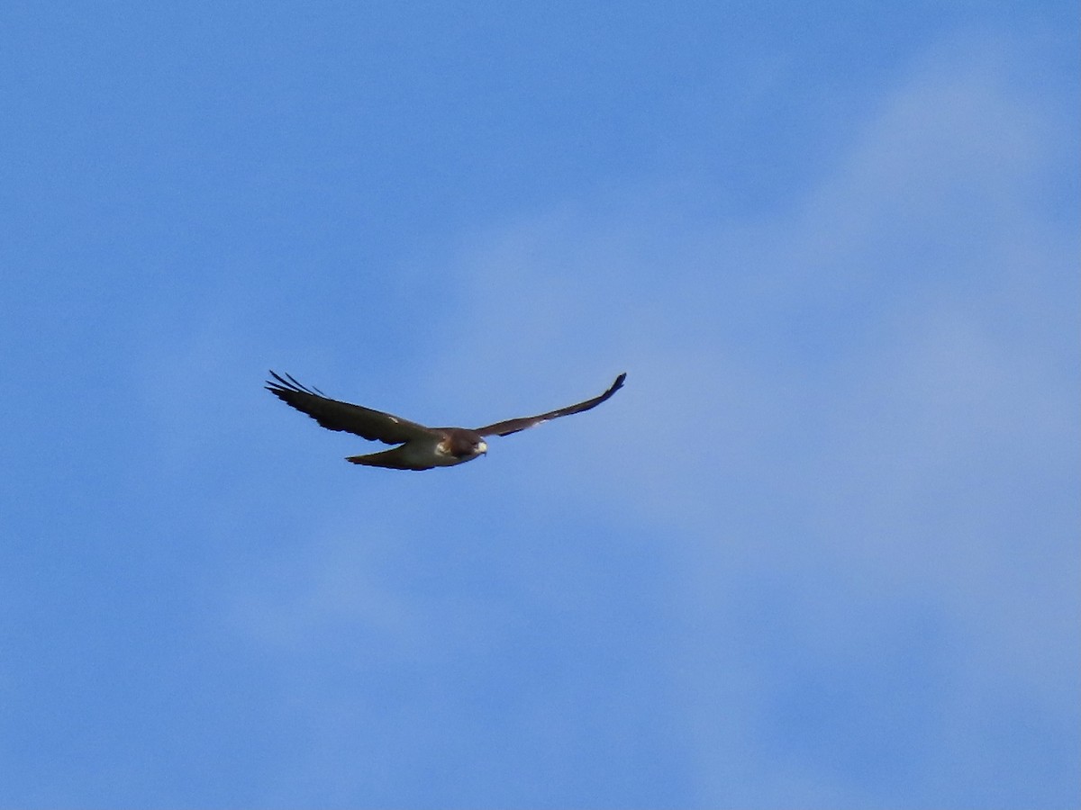 Short-tailed Hawk - ML499278121