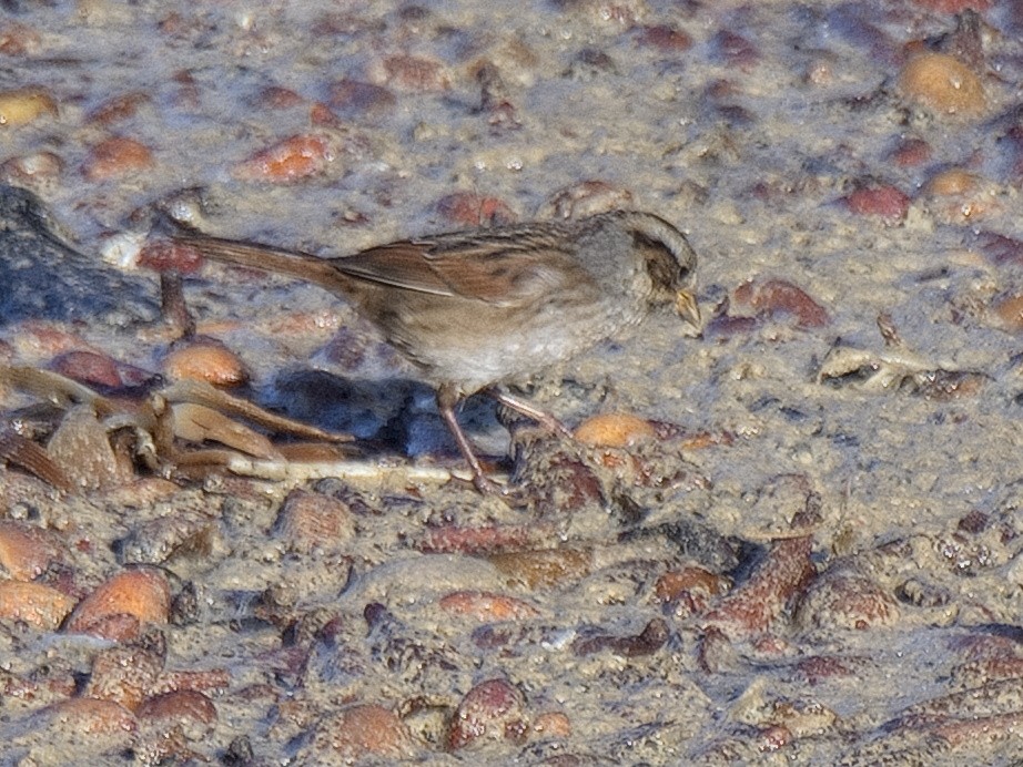 Swamp Sparrow - ML499278401