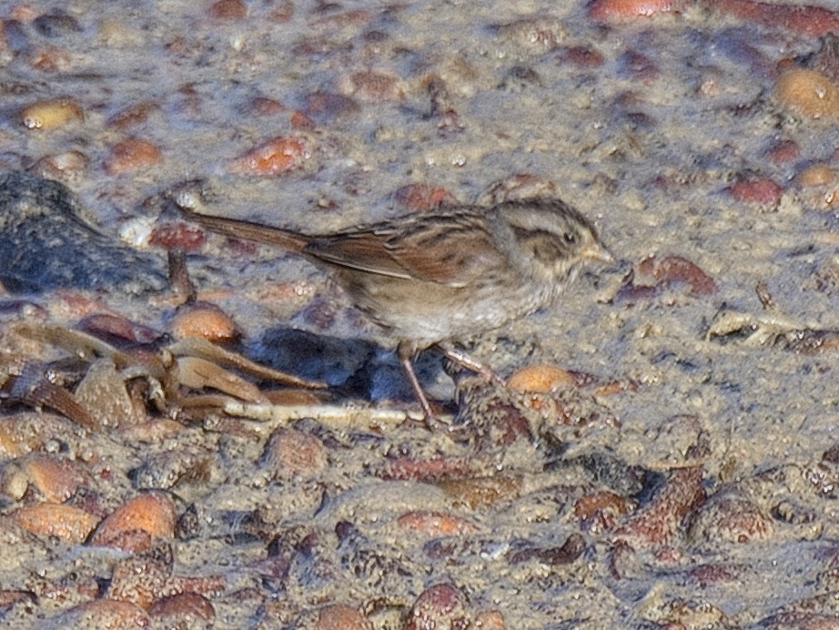 Swamp Sparrow - ML499278421