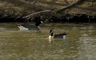Cackling Goose, ML49928181
