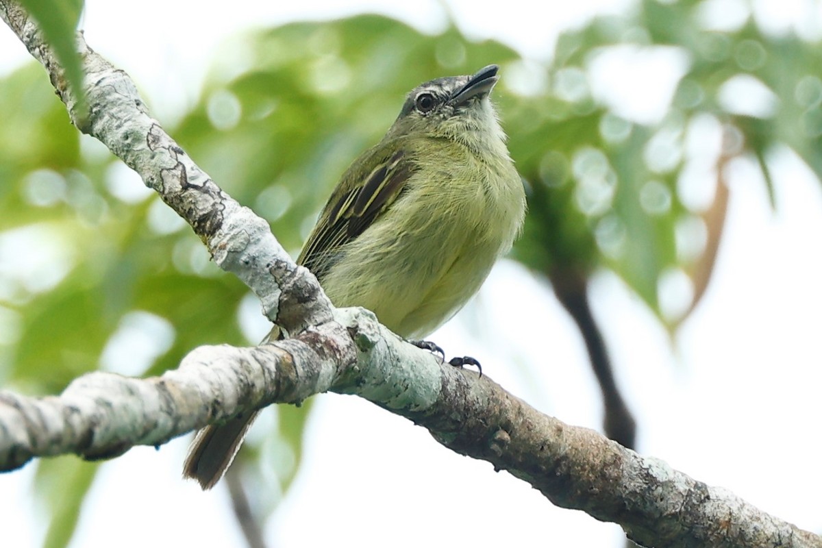 Gray-crowned Flatbill - ML499282931