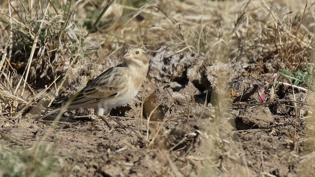 Thick-billed Longspur - ML499290401