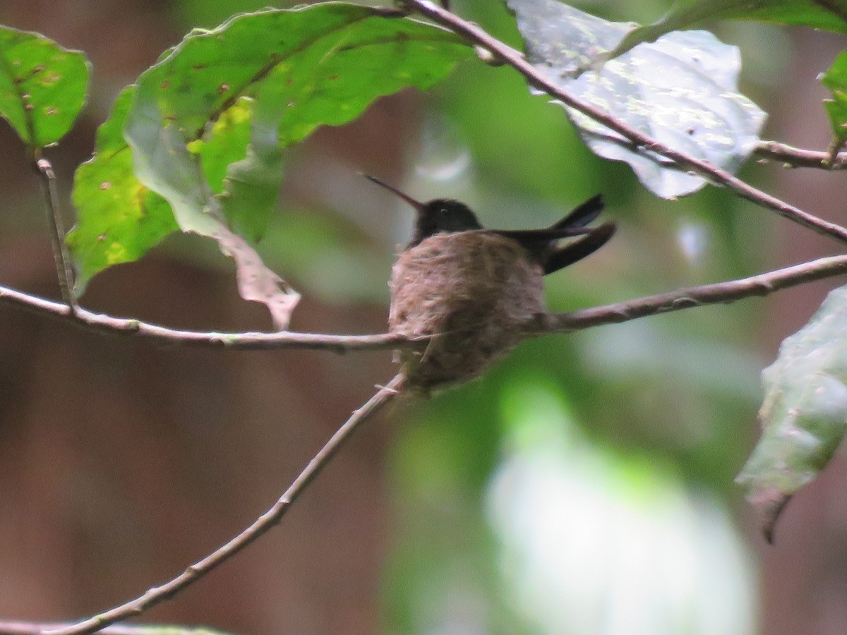 kolibřík měděnořitý - ML49929141