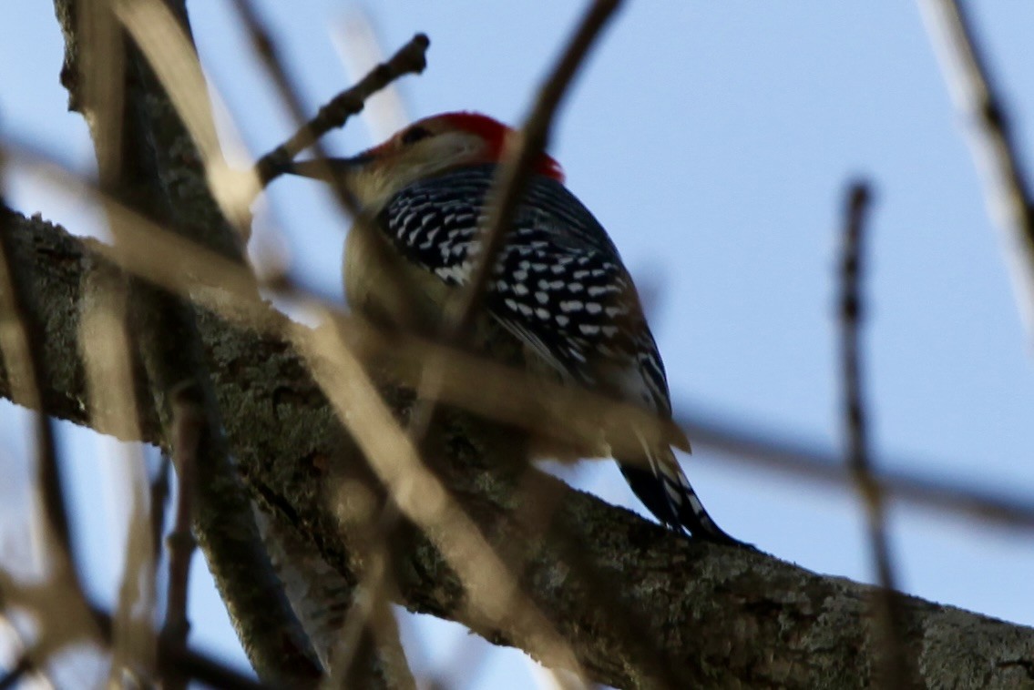 Red-bellied Woodpecker - ML499292301