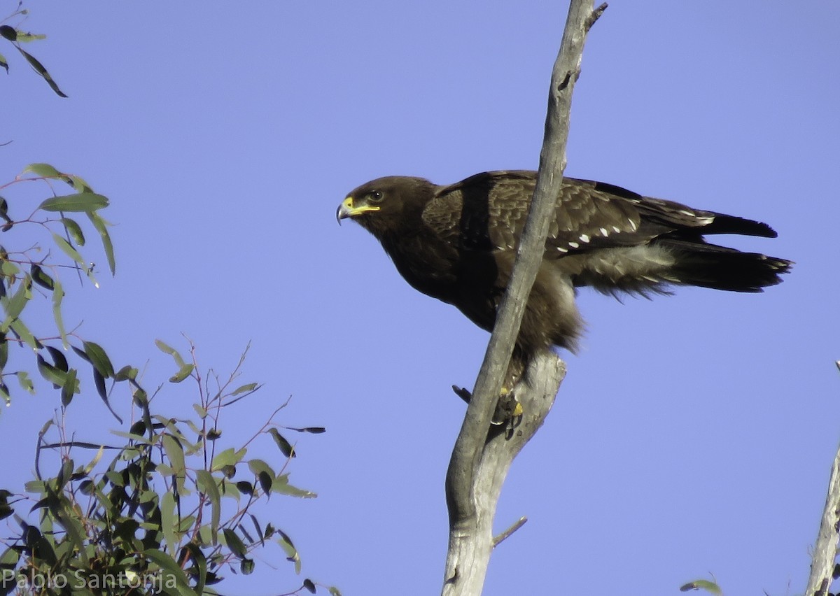 Lesser Spotted Eagle - Pablo Santonja