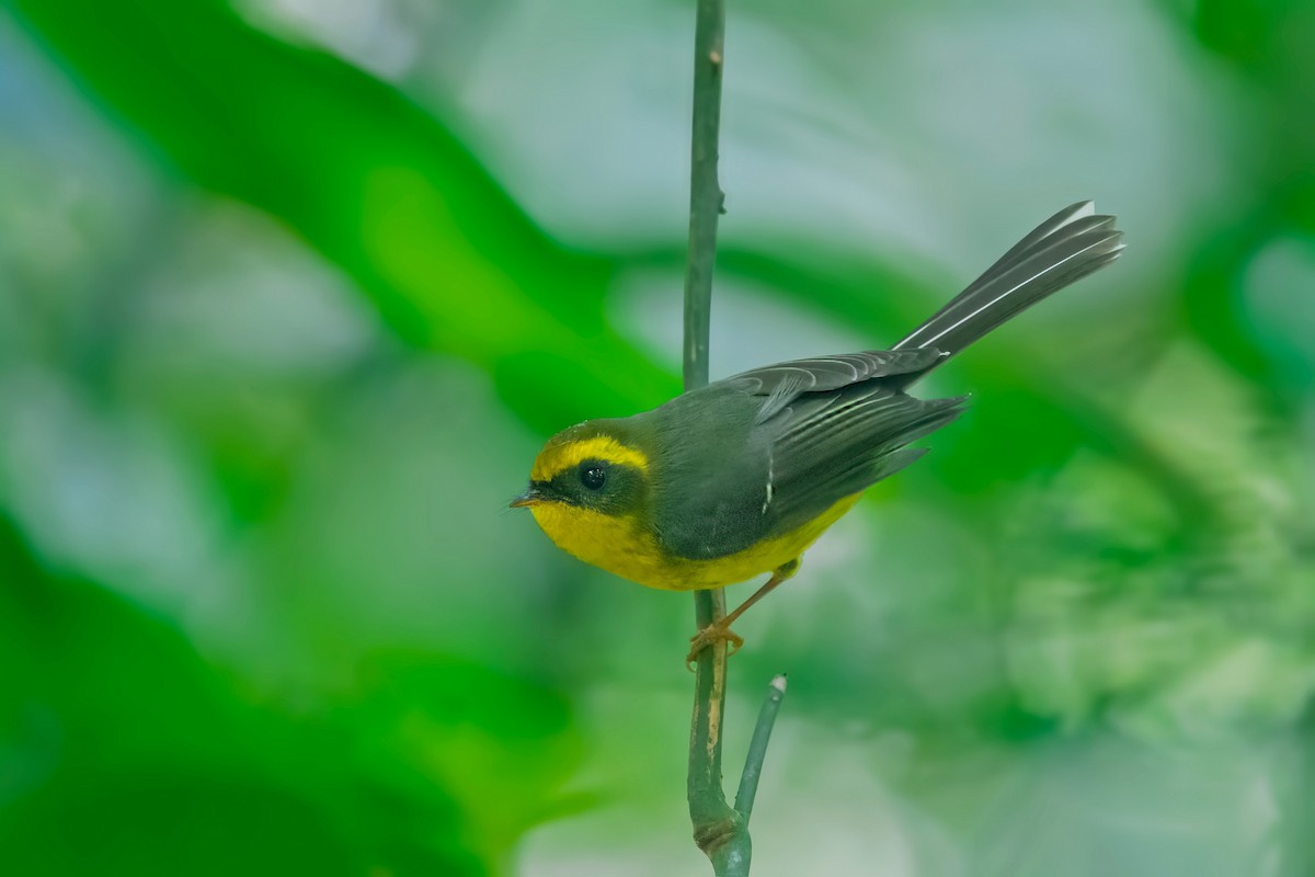 Yellow-bellied Fairy-Fantail - ML499297361