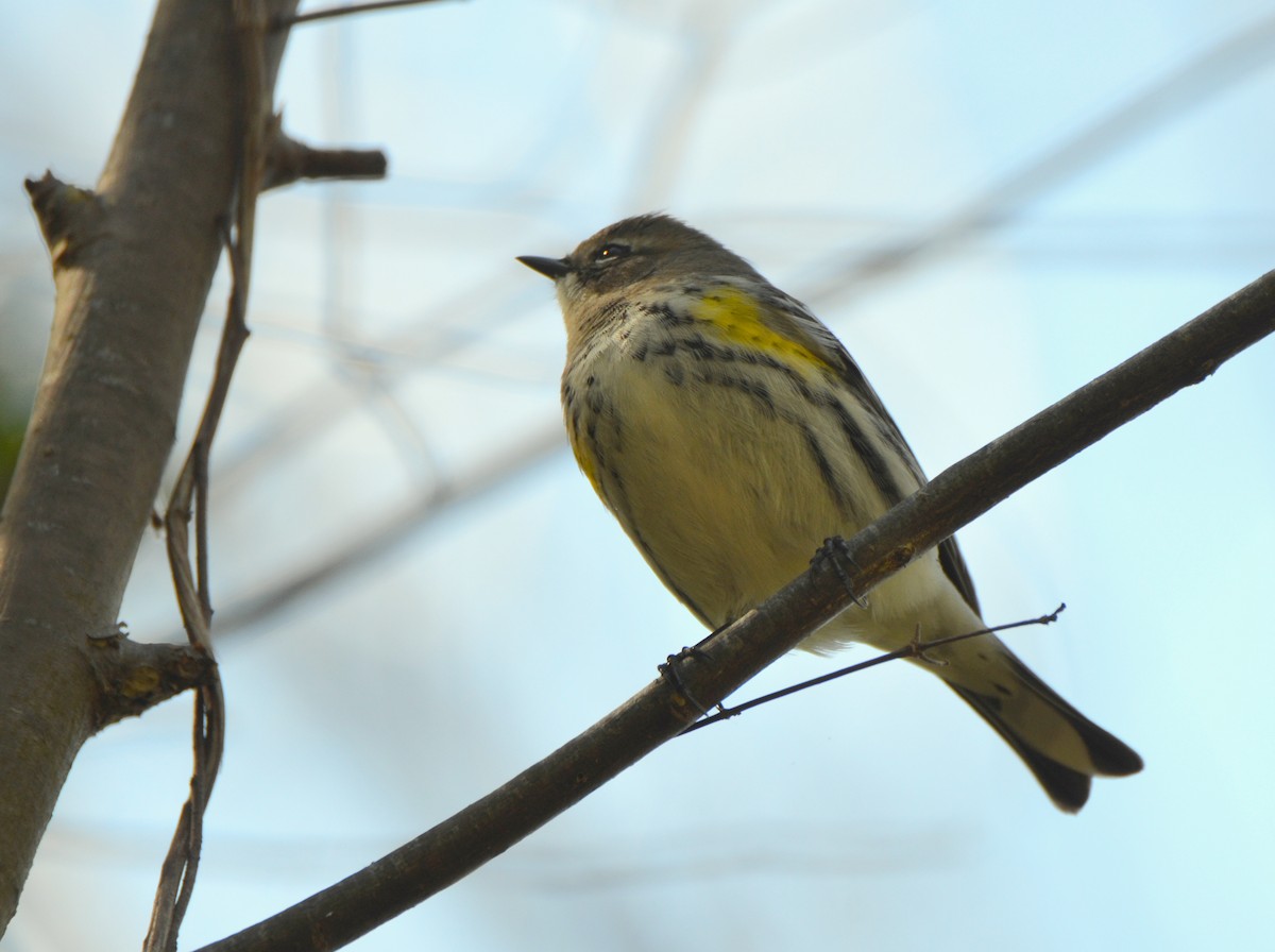Yellow-rumped Warbler (Myrtle) - ML49929821