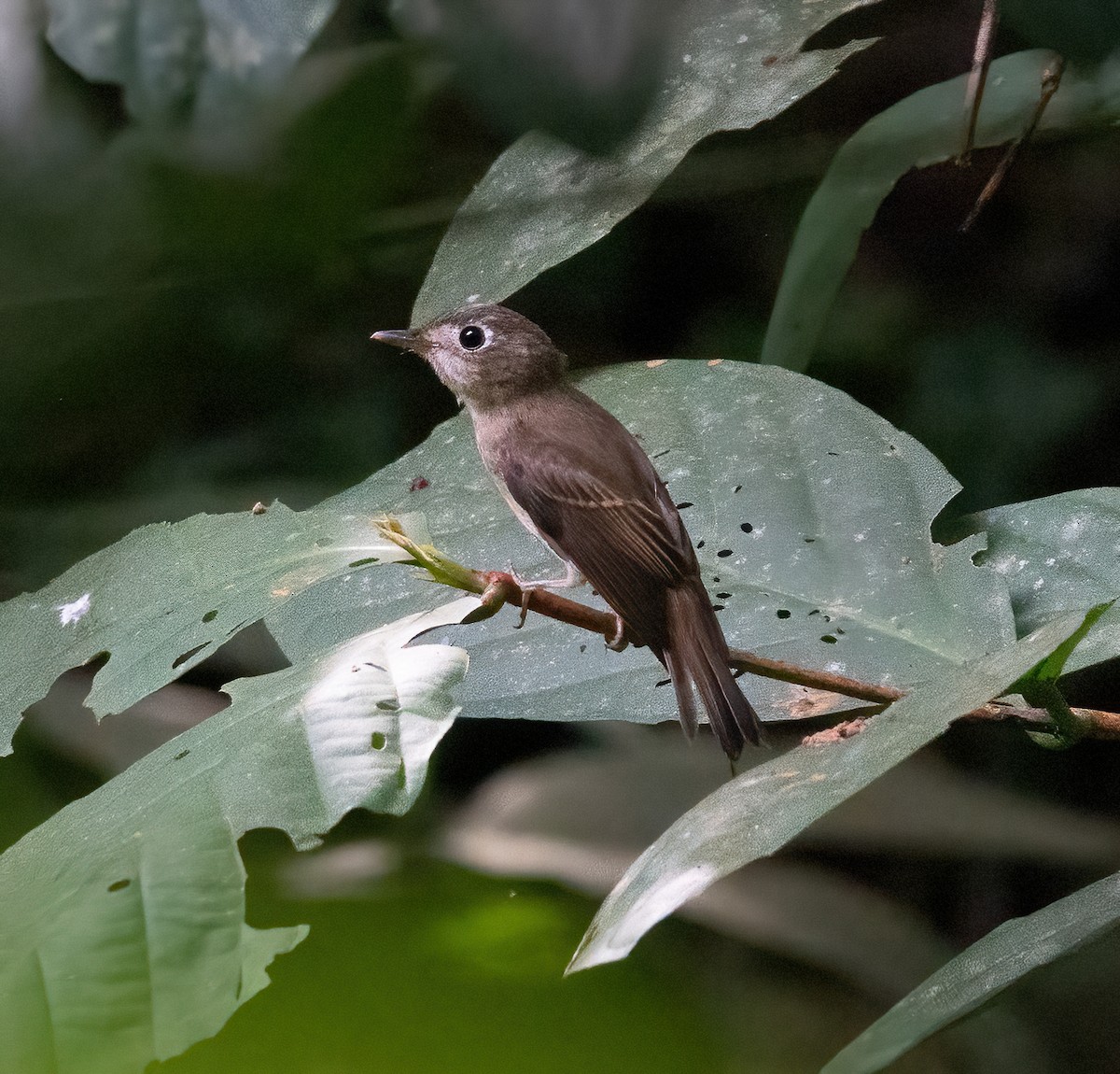 Brown-breasted Flycatcher - ML499299081