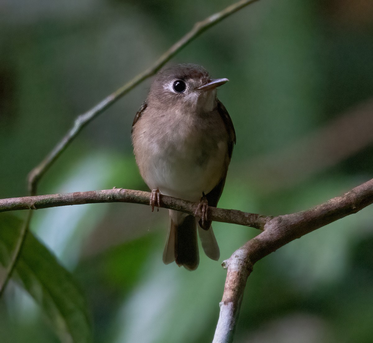 Brown-breasted Flycatcher - ML499299091