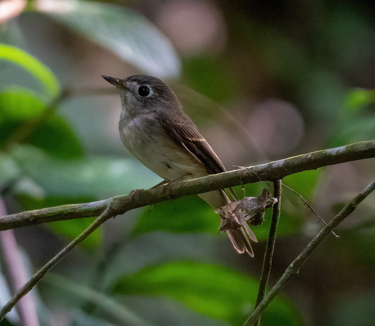 Brown-breasted Flycatcher - ML499299101