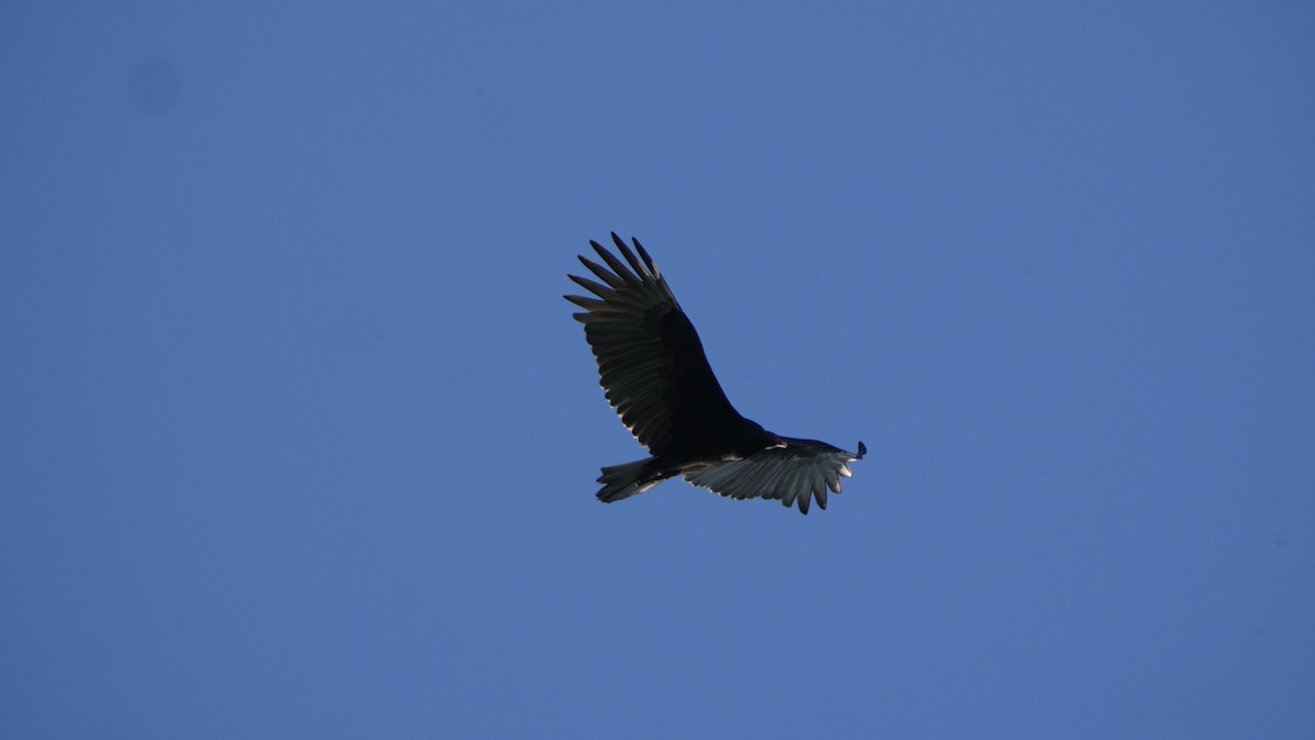 Turkey Vulture - Hunter Book