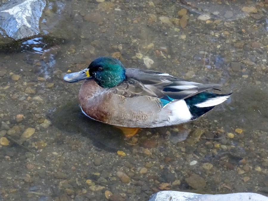 Northern Shoveler X Mallard (hybrid) - EBird