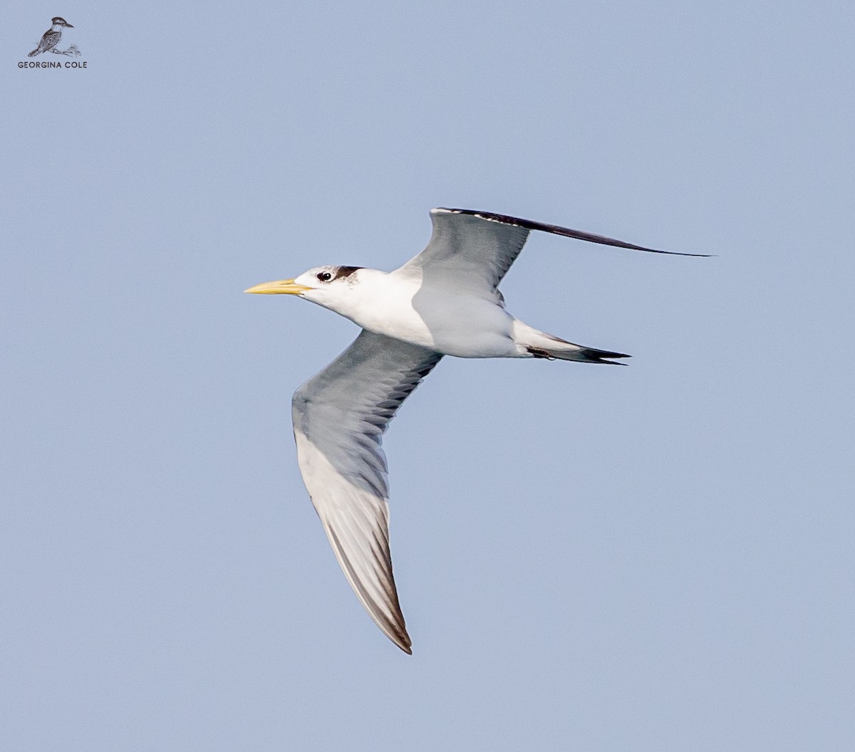 Great Crested Tern - ML499320631