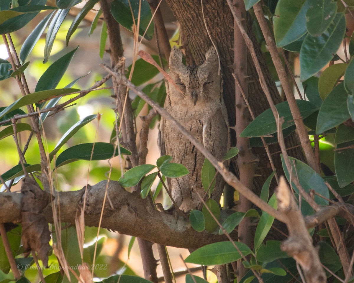 Pallid Scops-Owl - Omkar Dharwadkar