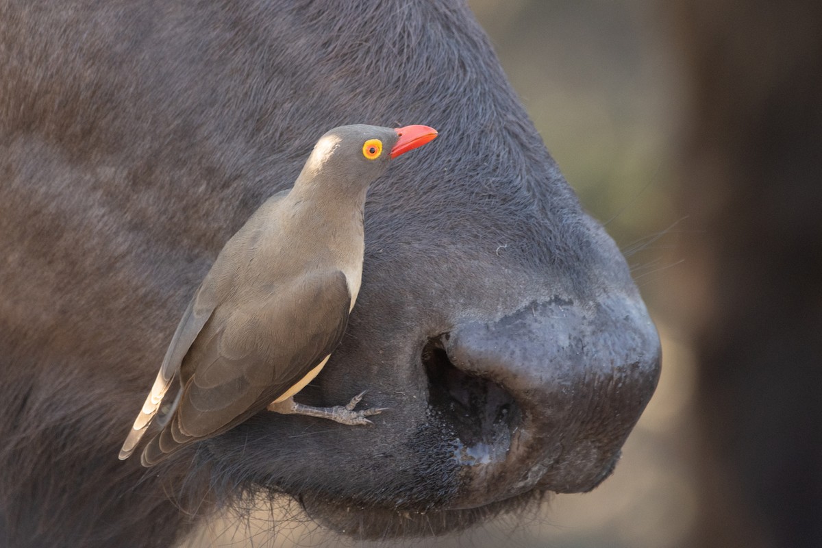 Red-billed Oxpecker - ML499329971