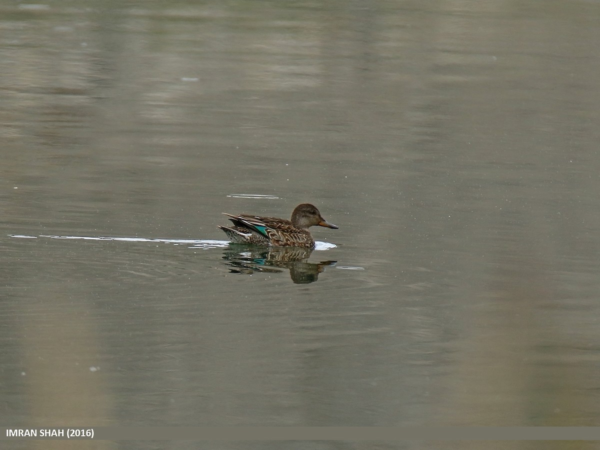Green-winged Teal - ML49933671