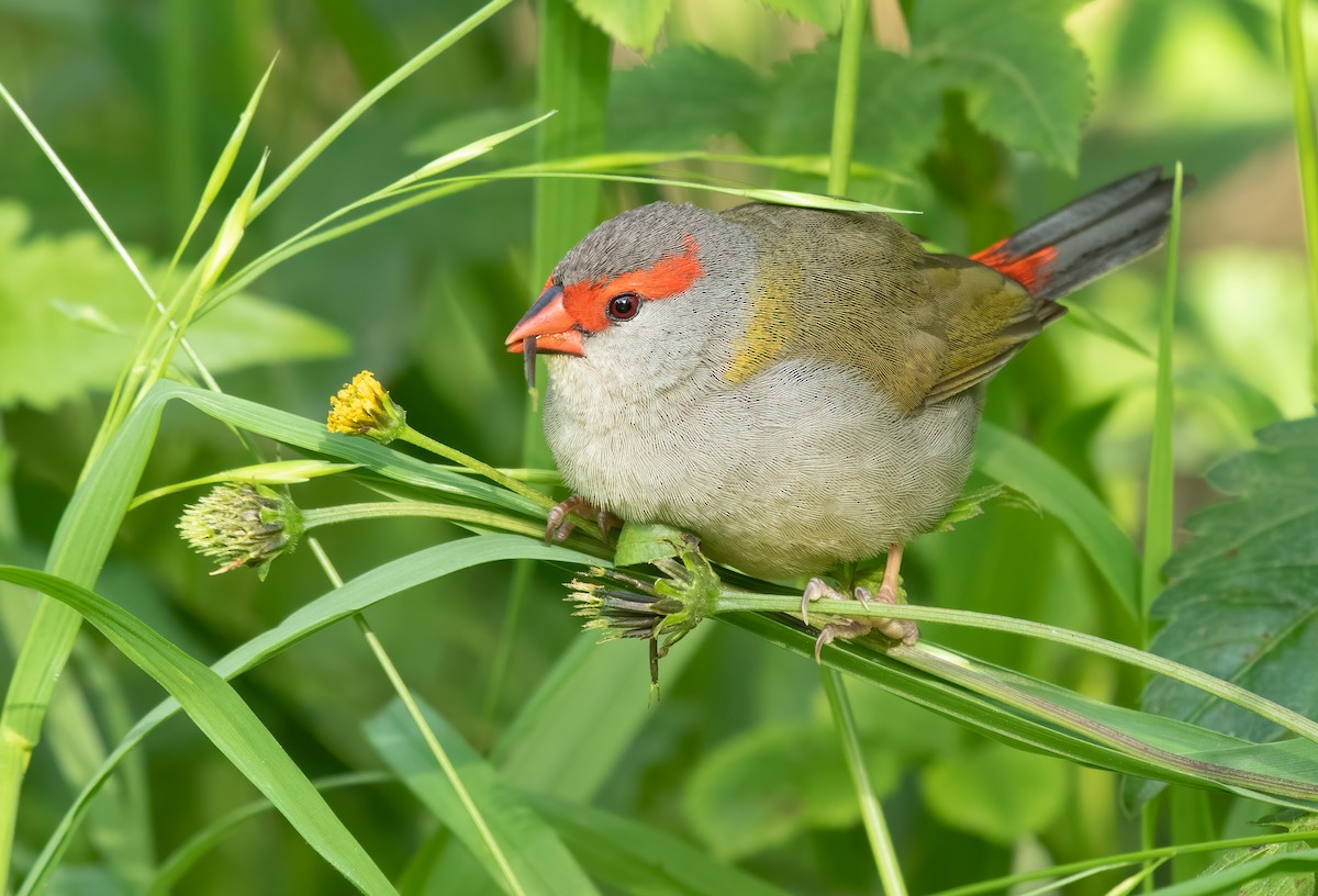 Red-browed Firetail - ML499337171