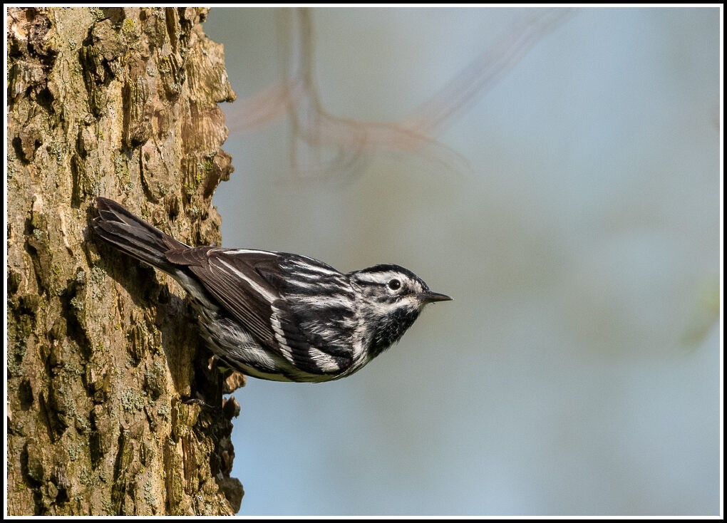 Black-and-white Warbler - ML499338281
