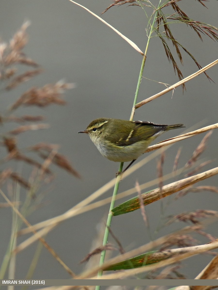 Hume's Warbler - ML49934081