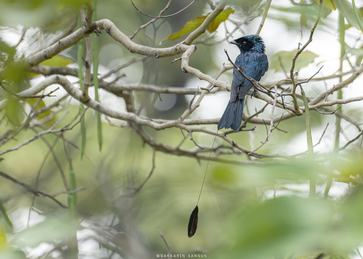 Lesser Racket-tailed Drongo - ML499345331