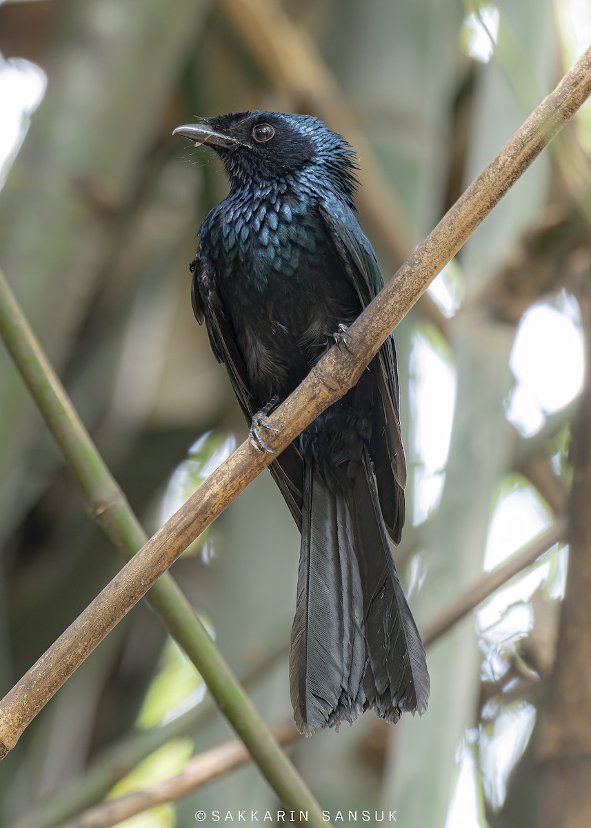 Lesser Racket-tailed Drongo - ML499345341