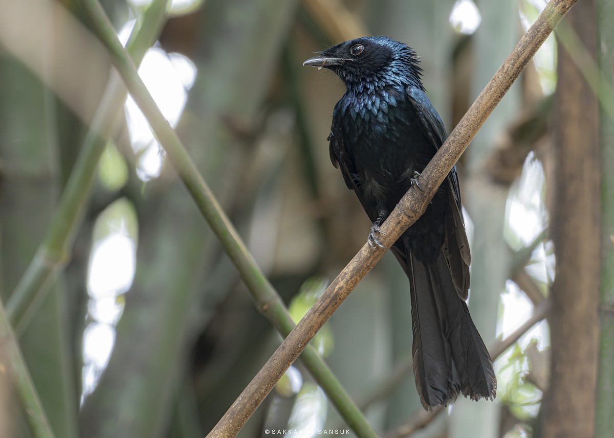 Lesser Racket-tailed Drongo - ML499345351
