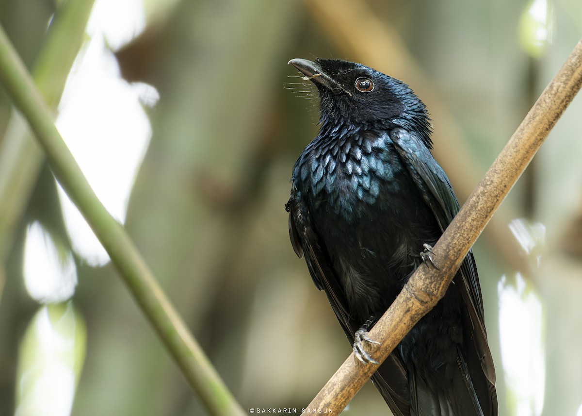 Lesser Racket-tailed Drongo - ML499345361
