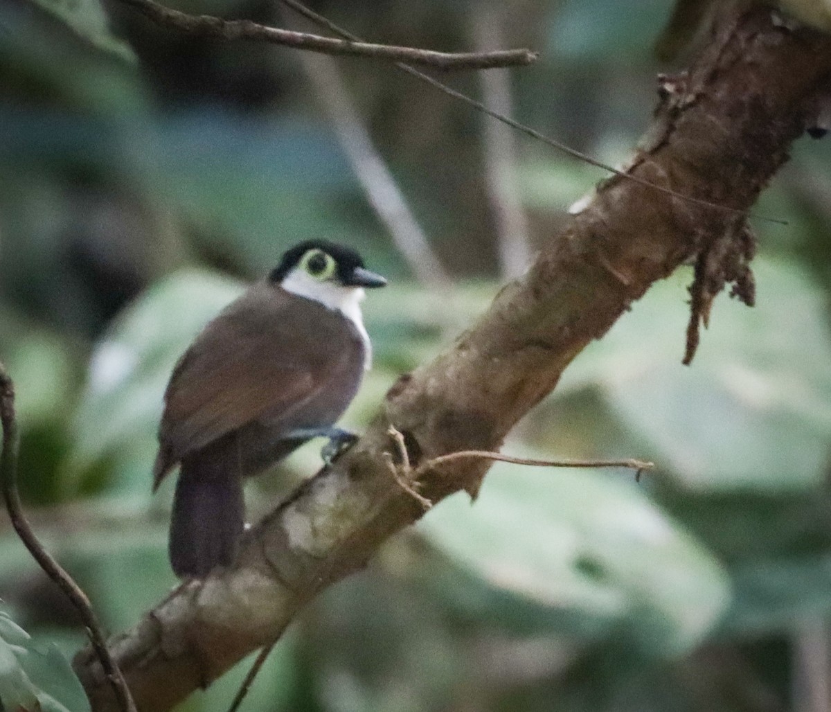 White-breasted Antbird - ML499345411