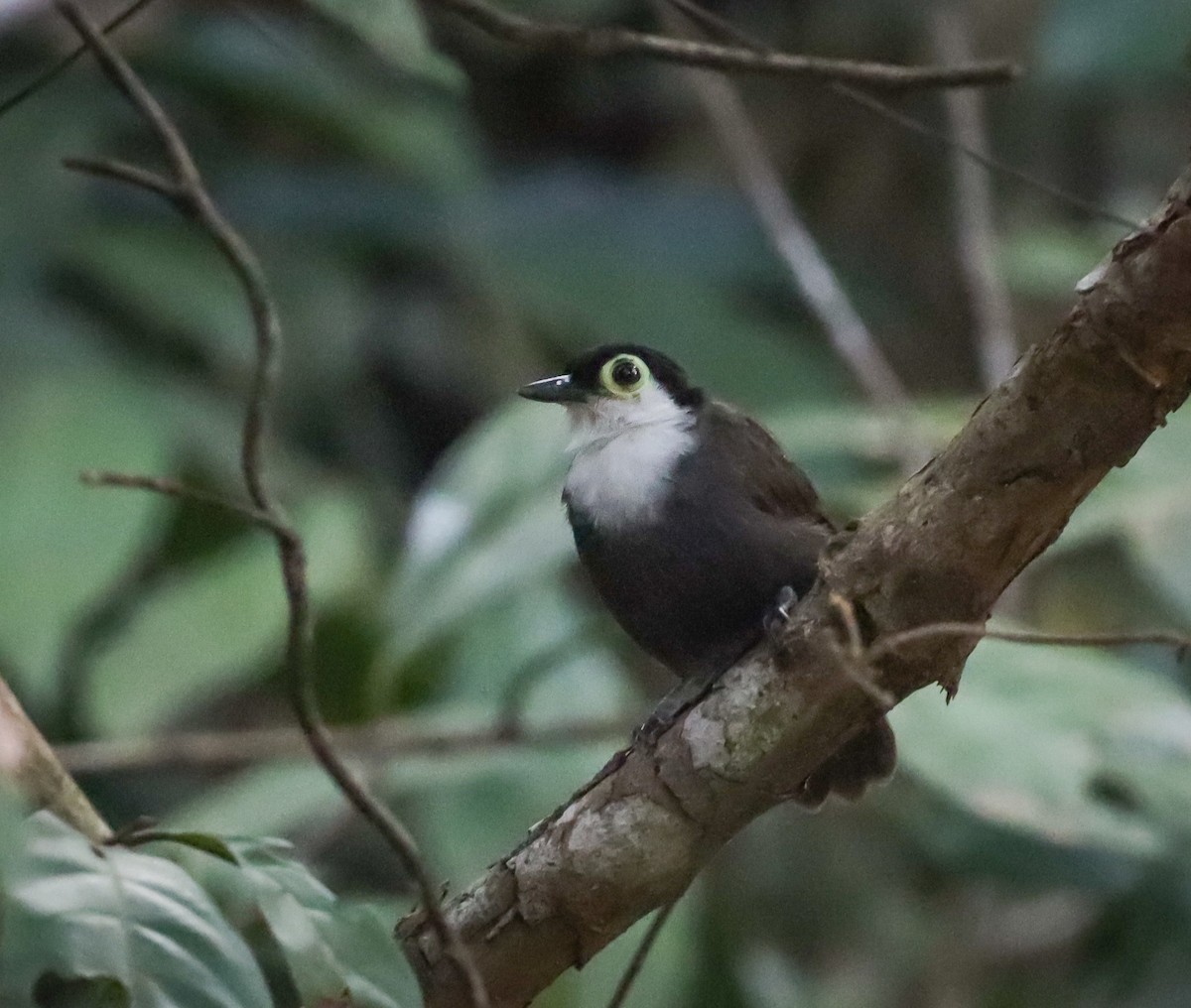 White-breasted Antbird - ML499345421