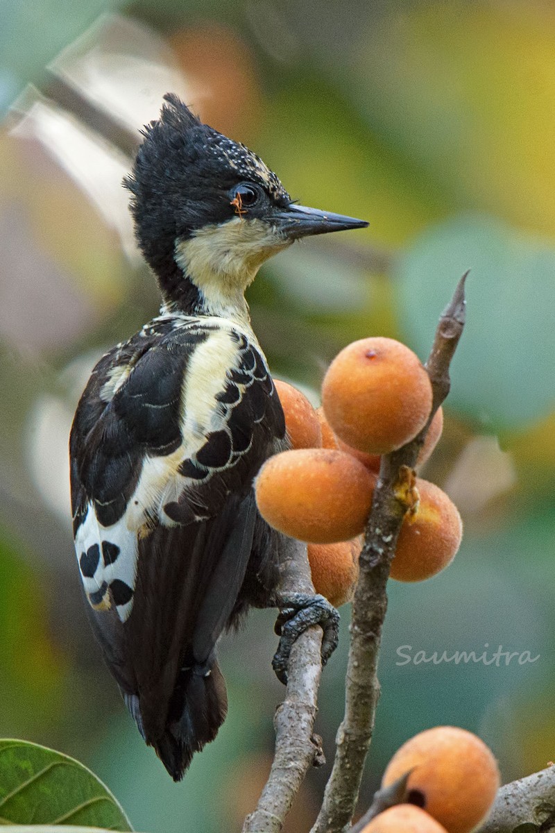 Heart-spotted Woodpecker - Vasant Shembekar