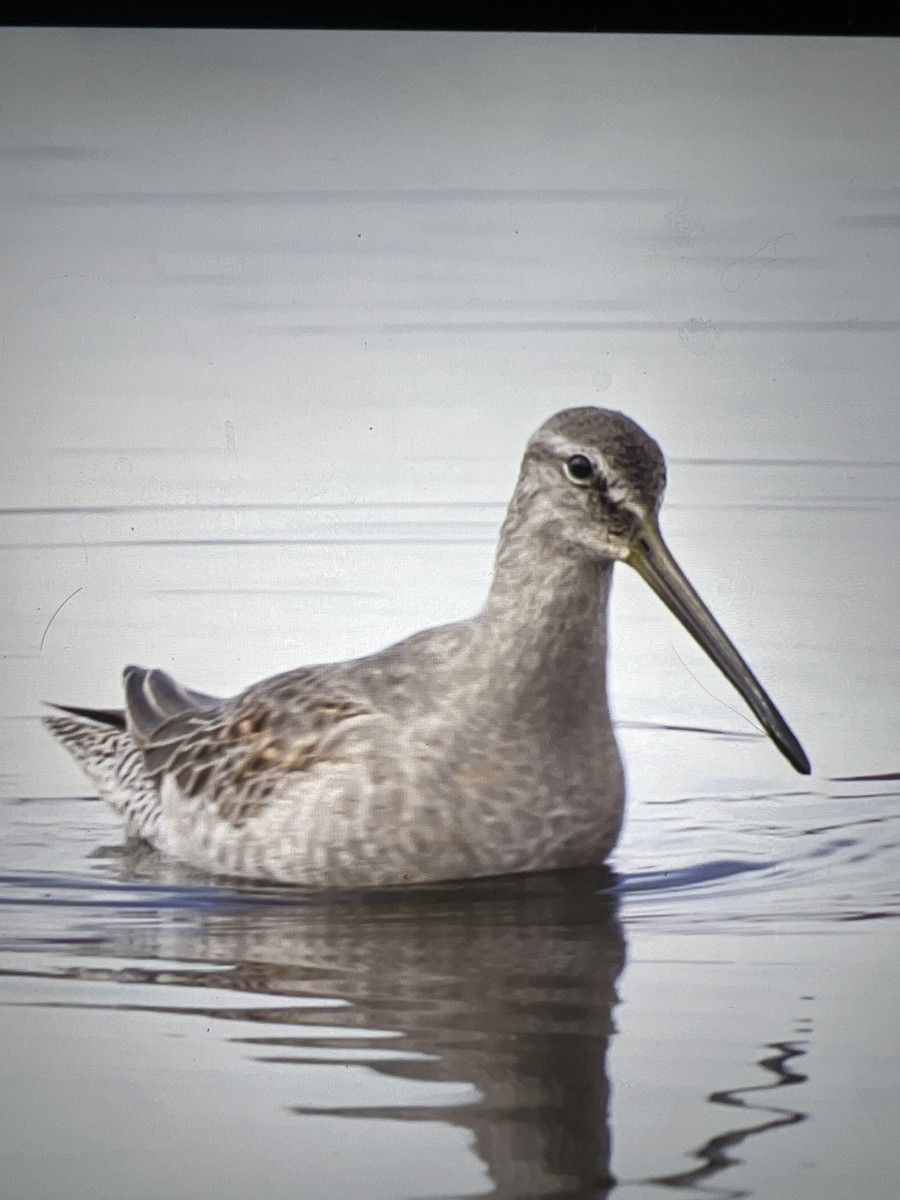 Long-billed Dowitcher - ML499354611