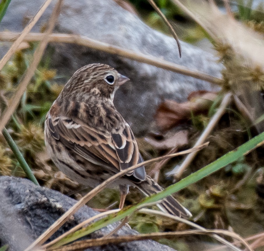 Vesper Sparrow - Liling Warren