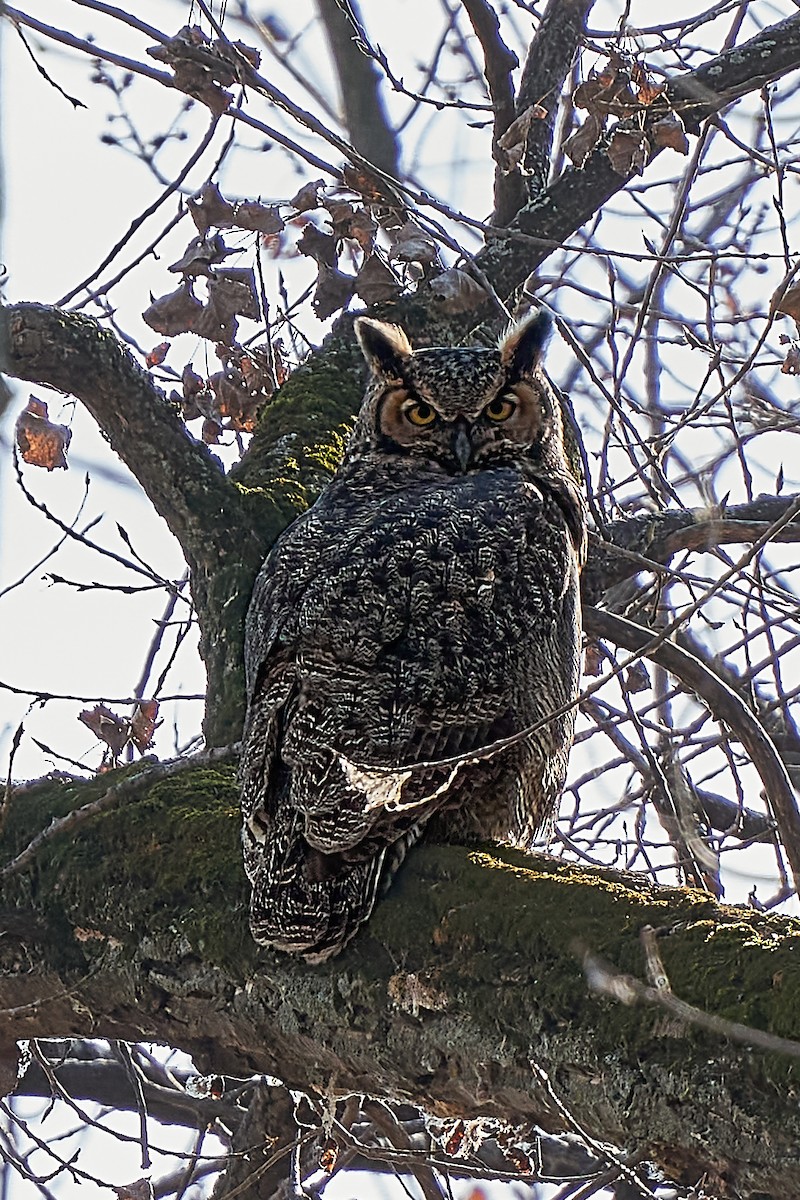 Great Horned Owl - ML499358911