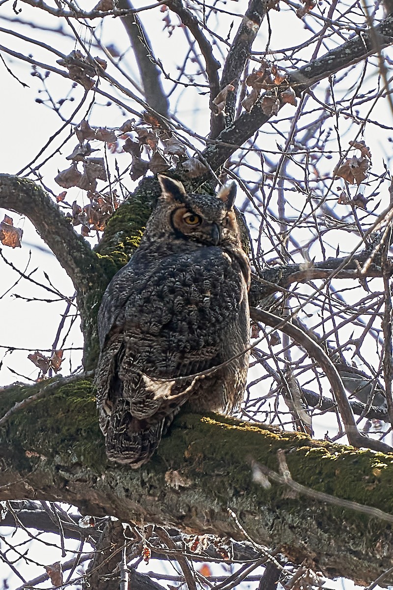 Great Horned Owl - ML499358921