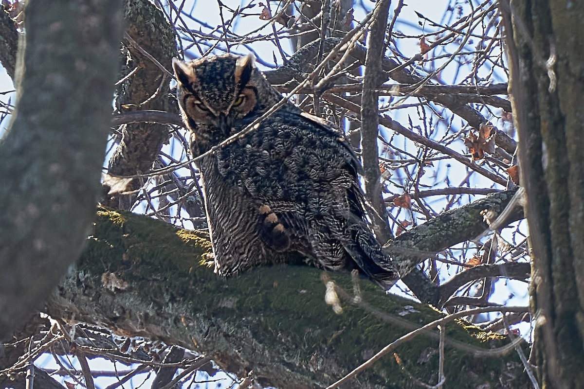 Great Horned Owl - ML499358931