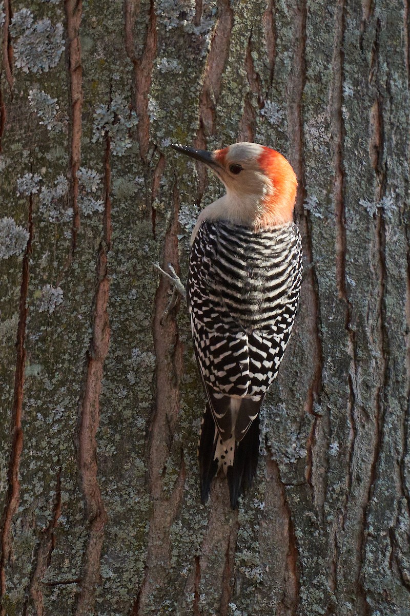 Red-bellied Woodpecker - ML499359041