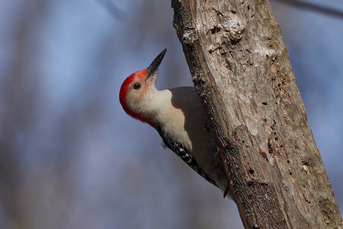 Red-bellied Woodpecker - Louis Lessard