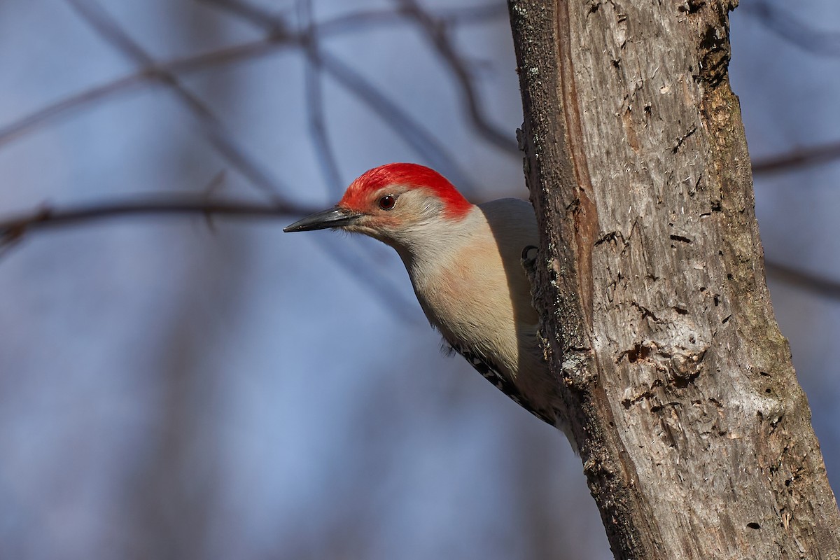 Red-bellied Woodpecker - ML499359061