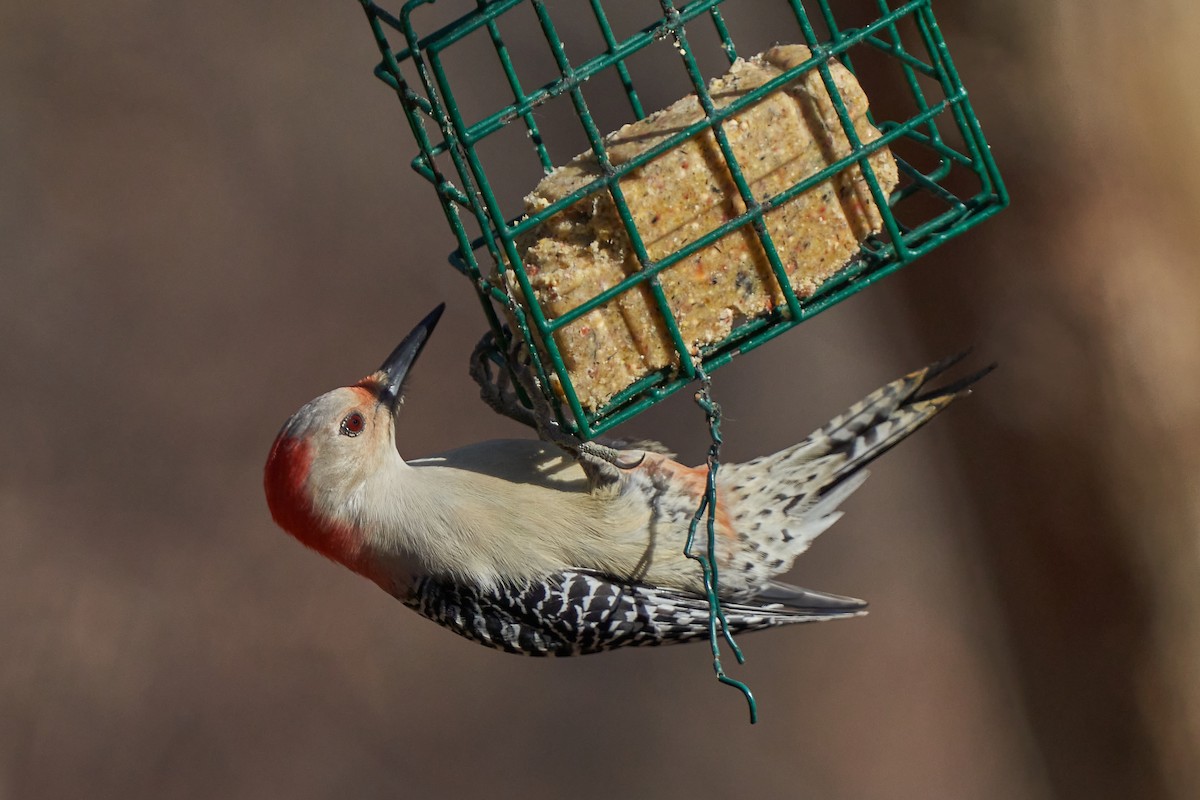 Red-bellied Woodpecker - ML499359071