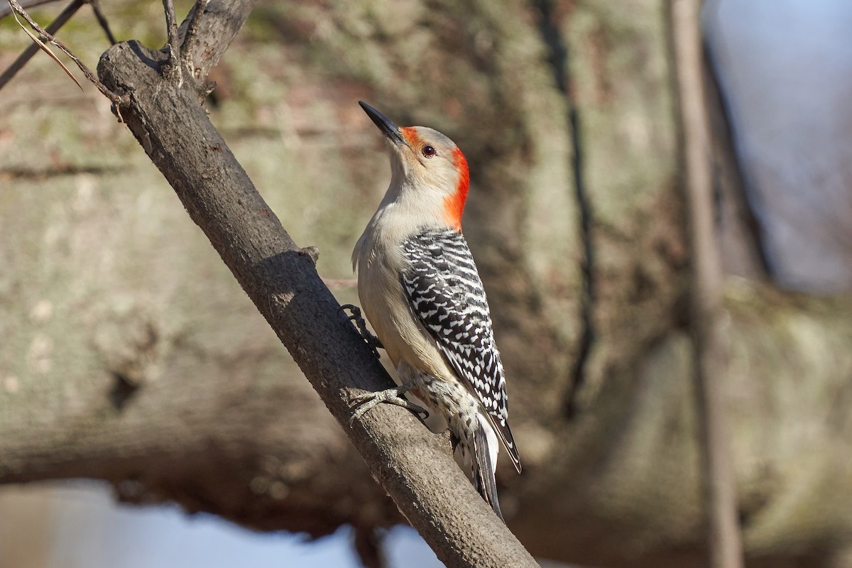 Red-bellied Woodpecker - ML499359131