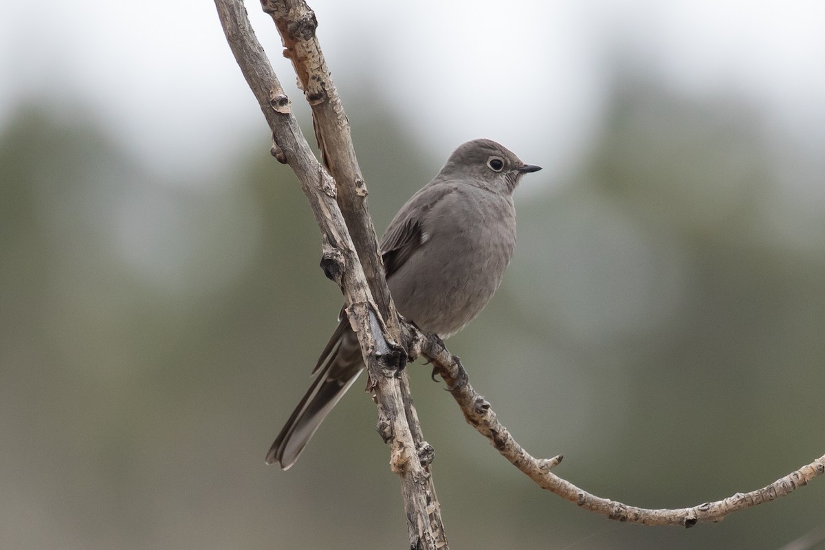 Townsend's Solitaire - ML499363681