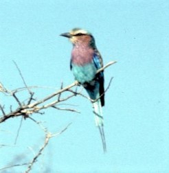 Lilac-breasted Roller - ML499363721