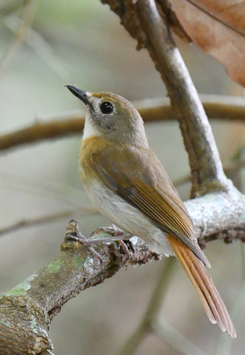 Fulvous-chested Jungle Flycatcher - ML499369451