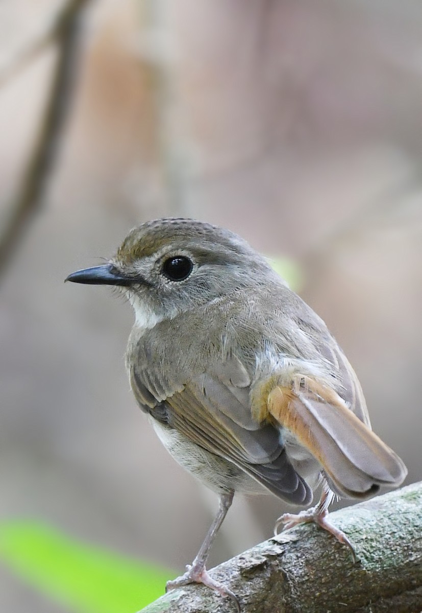 Fulvous-chested Jungle Flycatcher - ML499369491